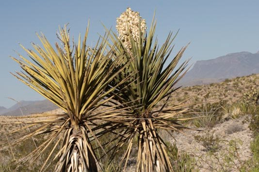 _DSC1056%20copy