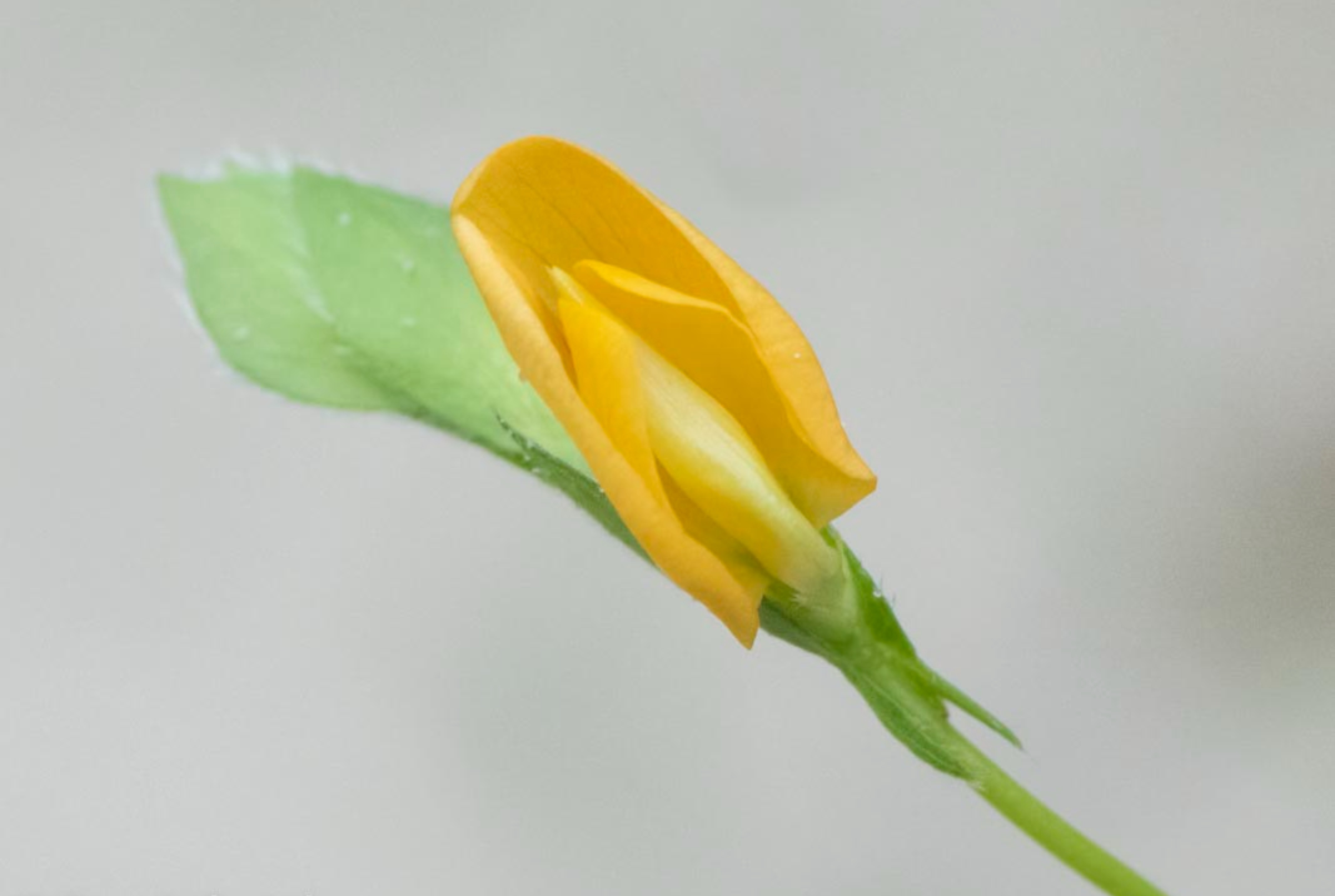 D81_6660%20Small