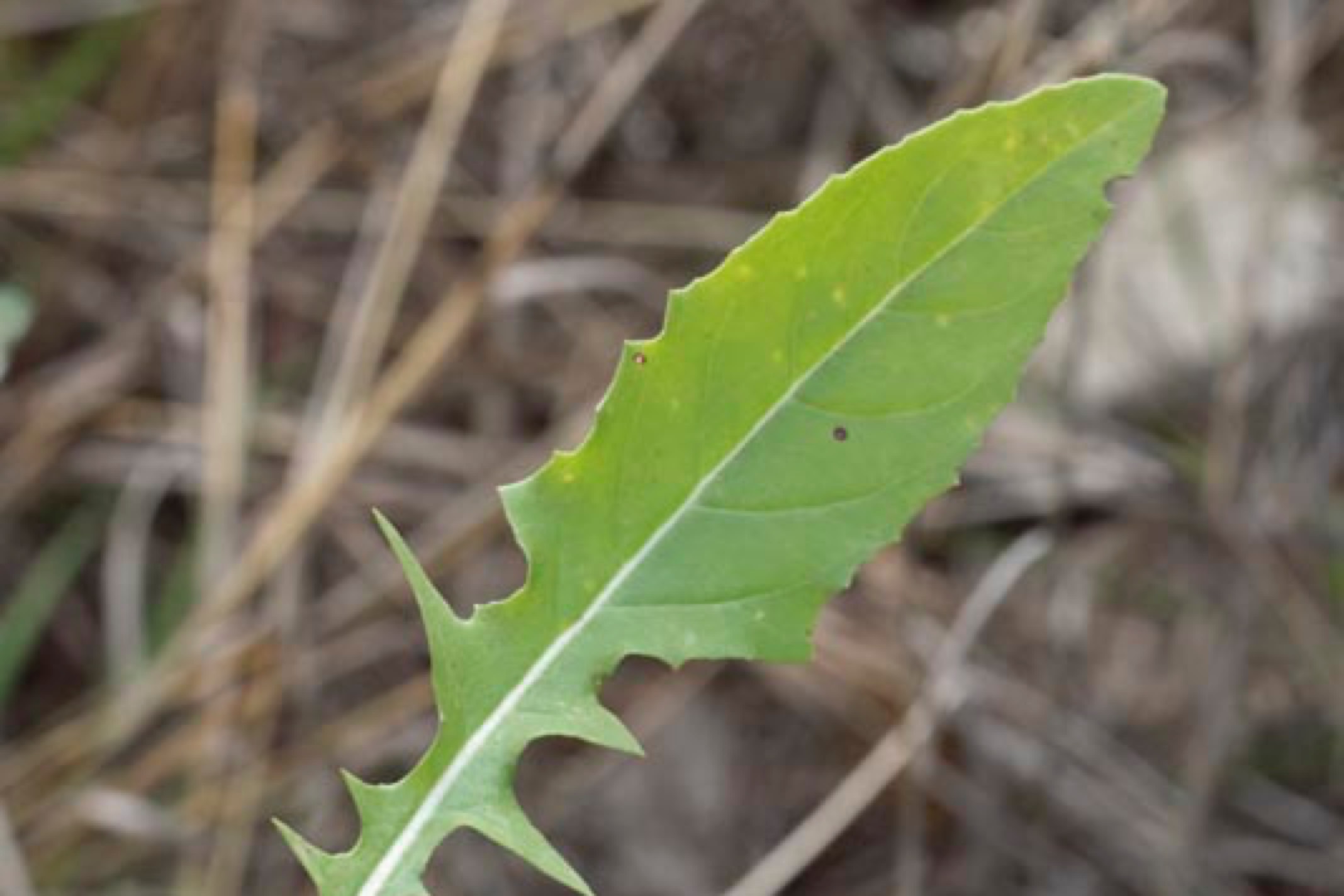 _DSC1056%20copy