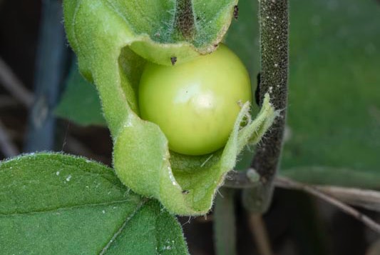 _DSC1056%20copy