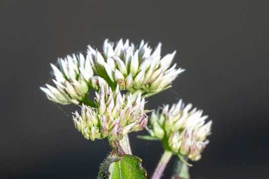 D81_6660%20Small