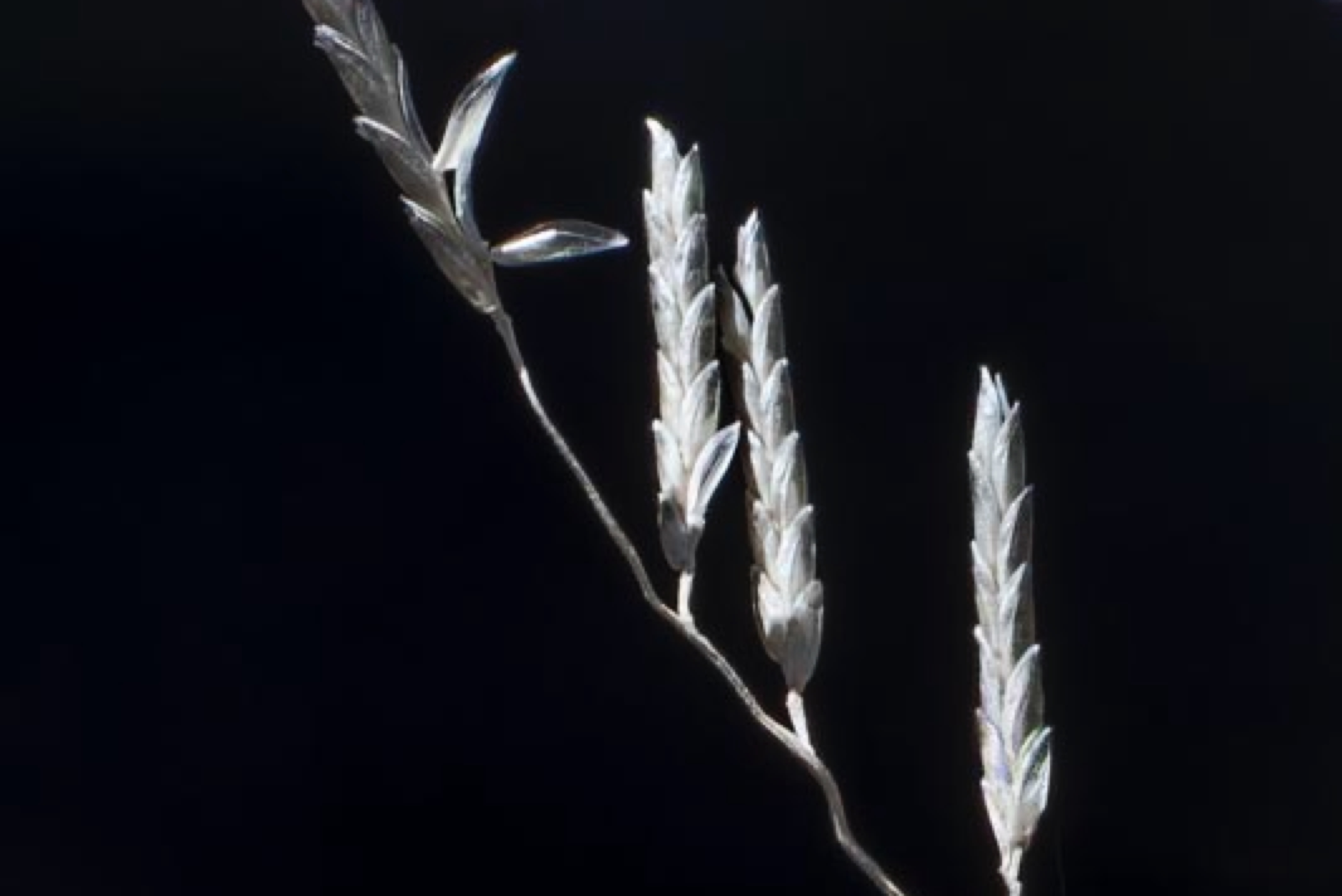 D81_6660%20Small