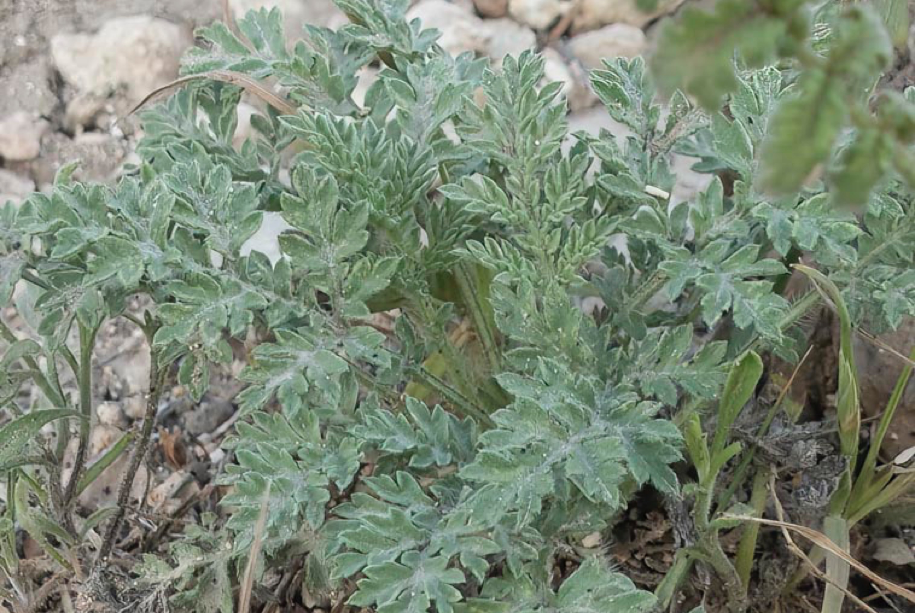 _DSC1056%20copy