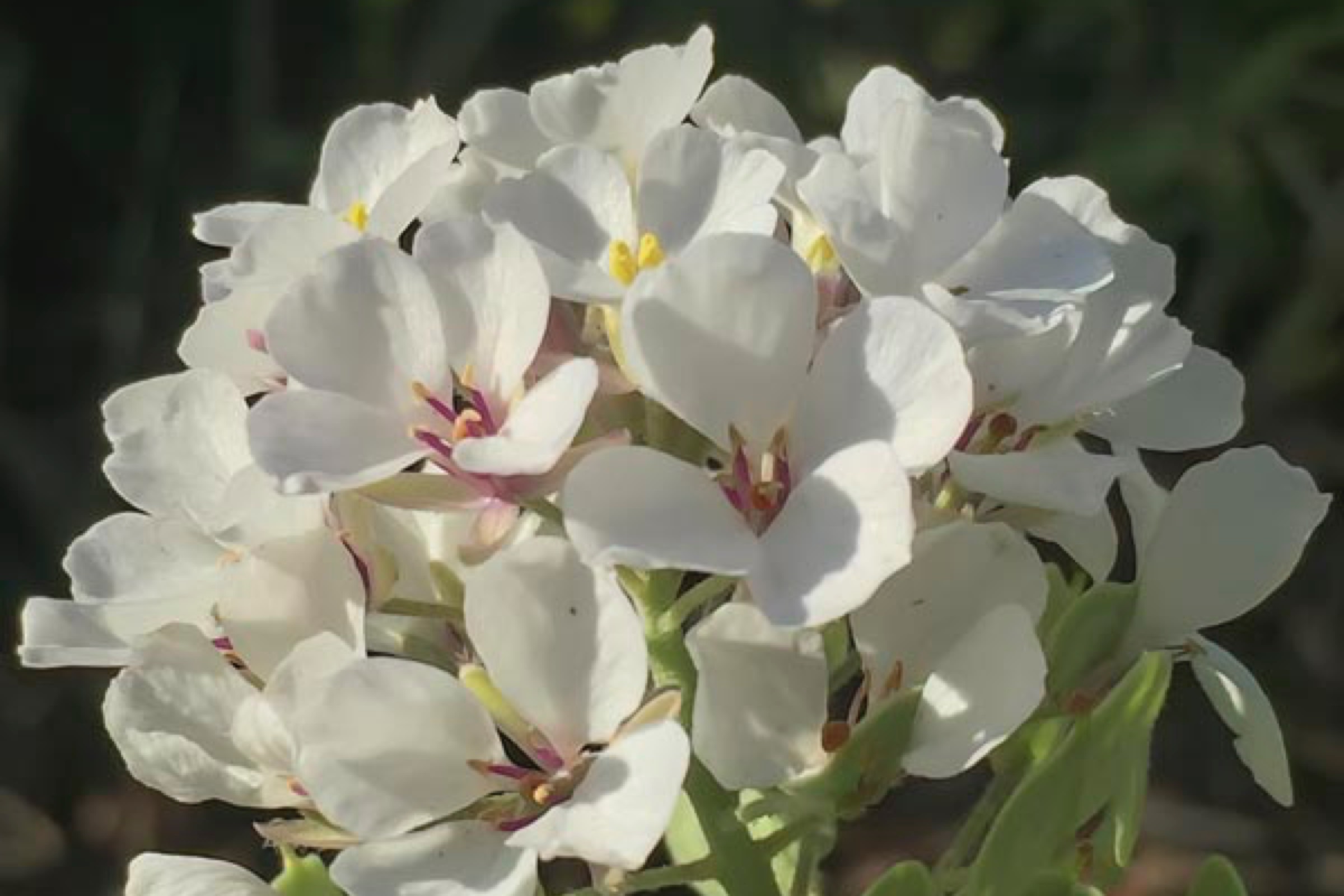 _DSC1056%20copy